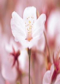 樱花草