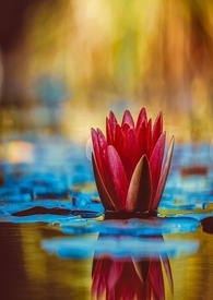 彼岸花