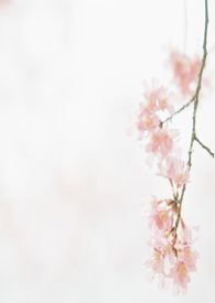 那年，我爱上一个同
