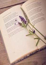 《薰衣草般的妳》