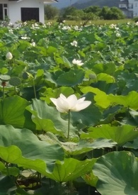 花神ONLINE【网游】