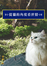 从猫的角度看世情