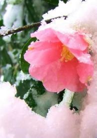 《冬花未央》