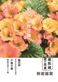 悲伤愁绪－招惹。恶质花蝶