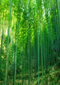 竹姬 前传