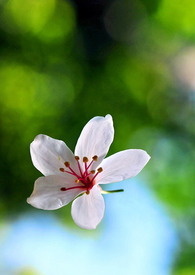 折翼风花杀人事件