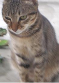魔王是天竺鼠，勇者是虎斑猫